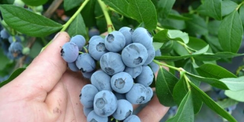 Kako i kako hraniti baštenske borovnice u jesen